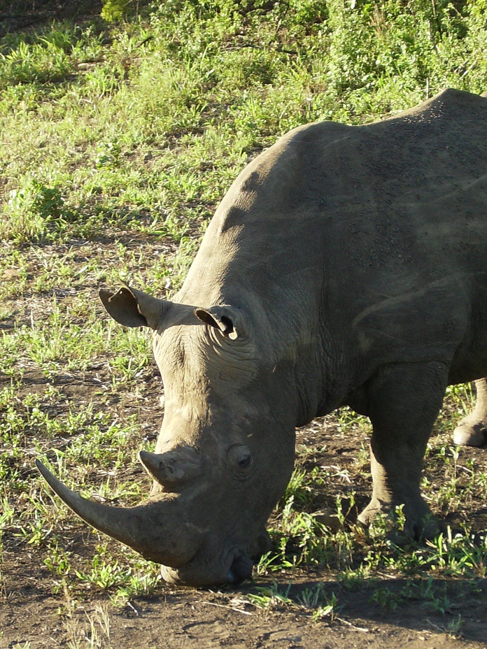 Rhino in Hluhluwe Game Reserve