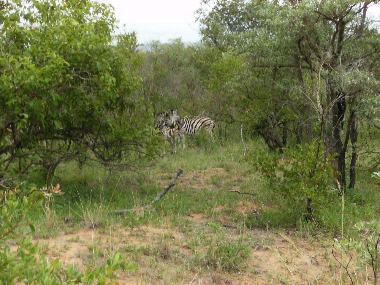 Zebras/Sebras in Kruger Park