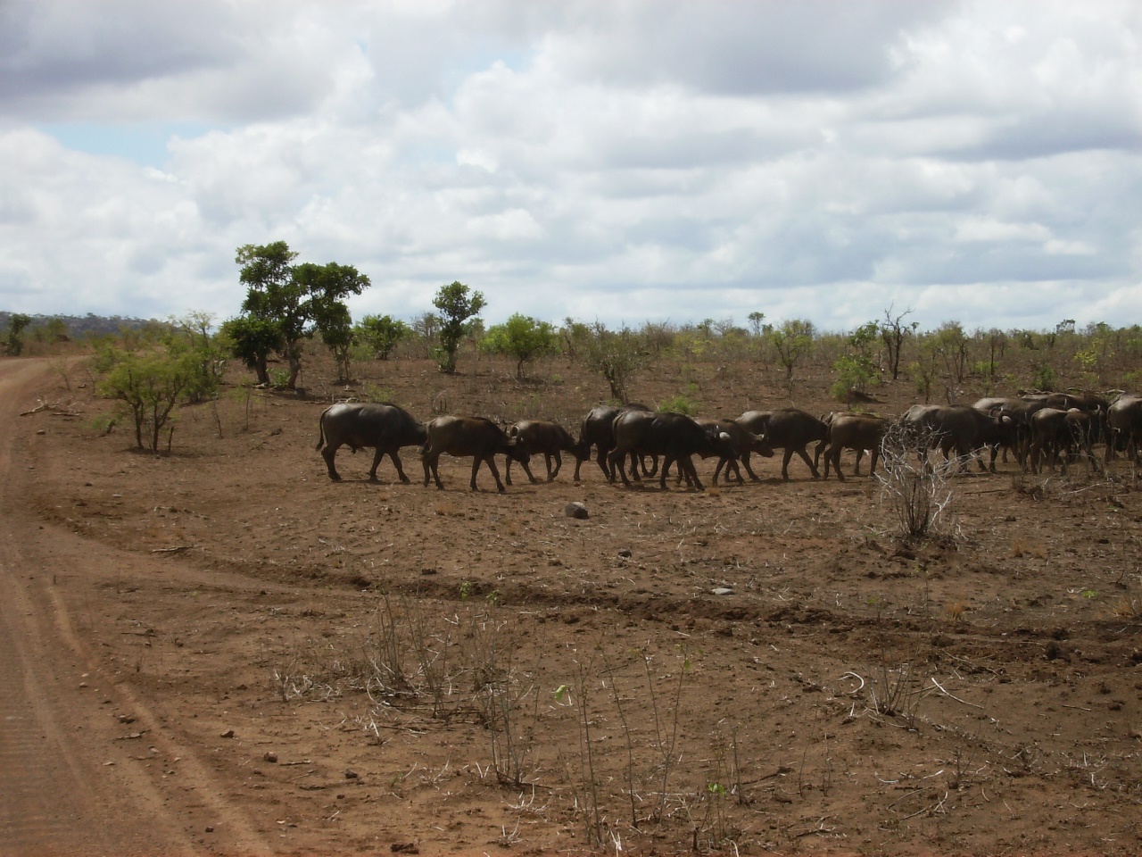Buffaloes/Buffels in Kruger Park