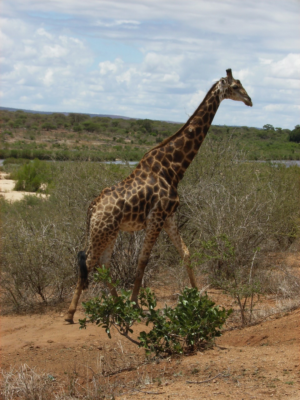 Giraffe/Giraf in Kruger Park
