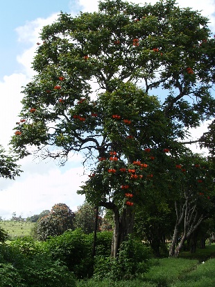 Nandi tree or African tulip tree / Afrika-vlamboom
