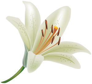 White lily